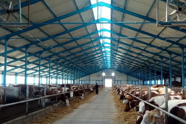 Молочно-товарная ферма на 500 голов