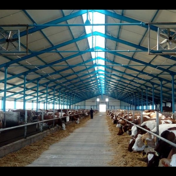 Молочно-товарная ферма на 500 голов